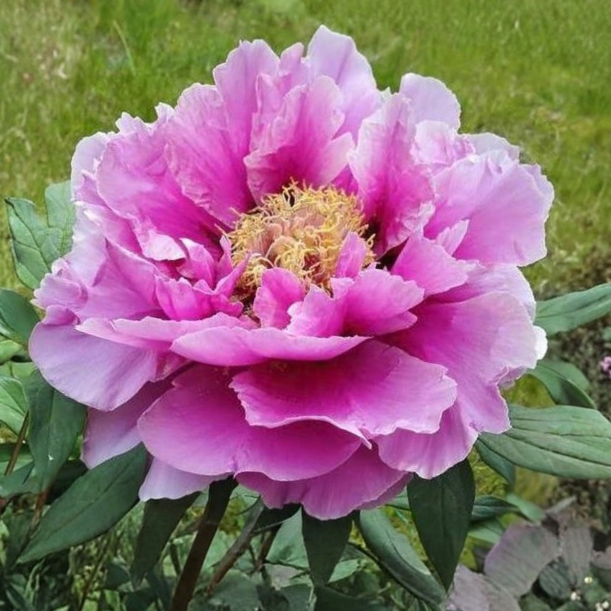 Chojuraku Tree Peony Seeds (Paeonia, Chinese Peony), 10+ seeds