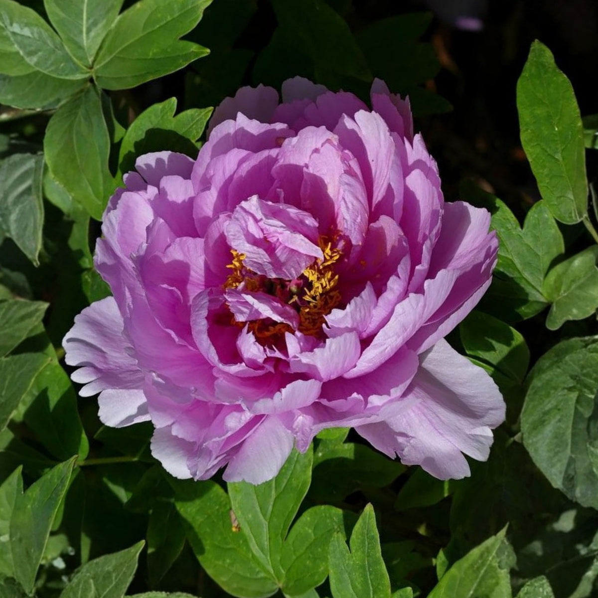 Chojuraku Tree Peony Seeds (Paeonia, Chinese Peony), 10+ seeds