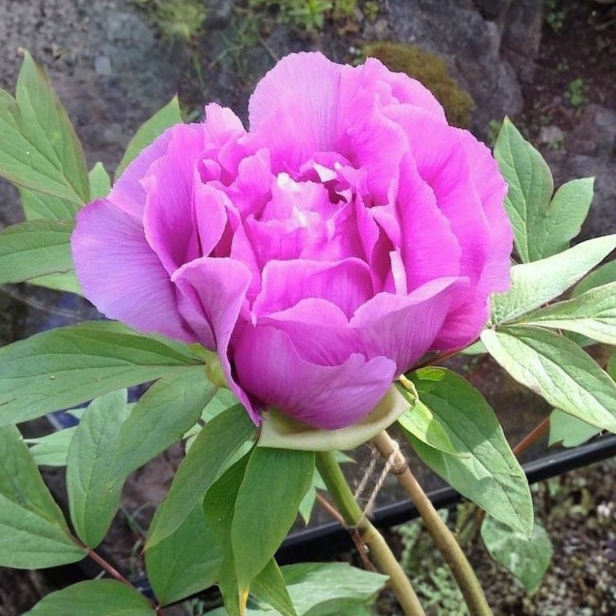 Chojuraku Tree Peony Seeds (Paeonia, Chinese Peony), 10+ seeds