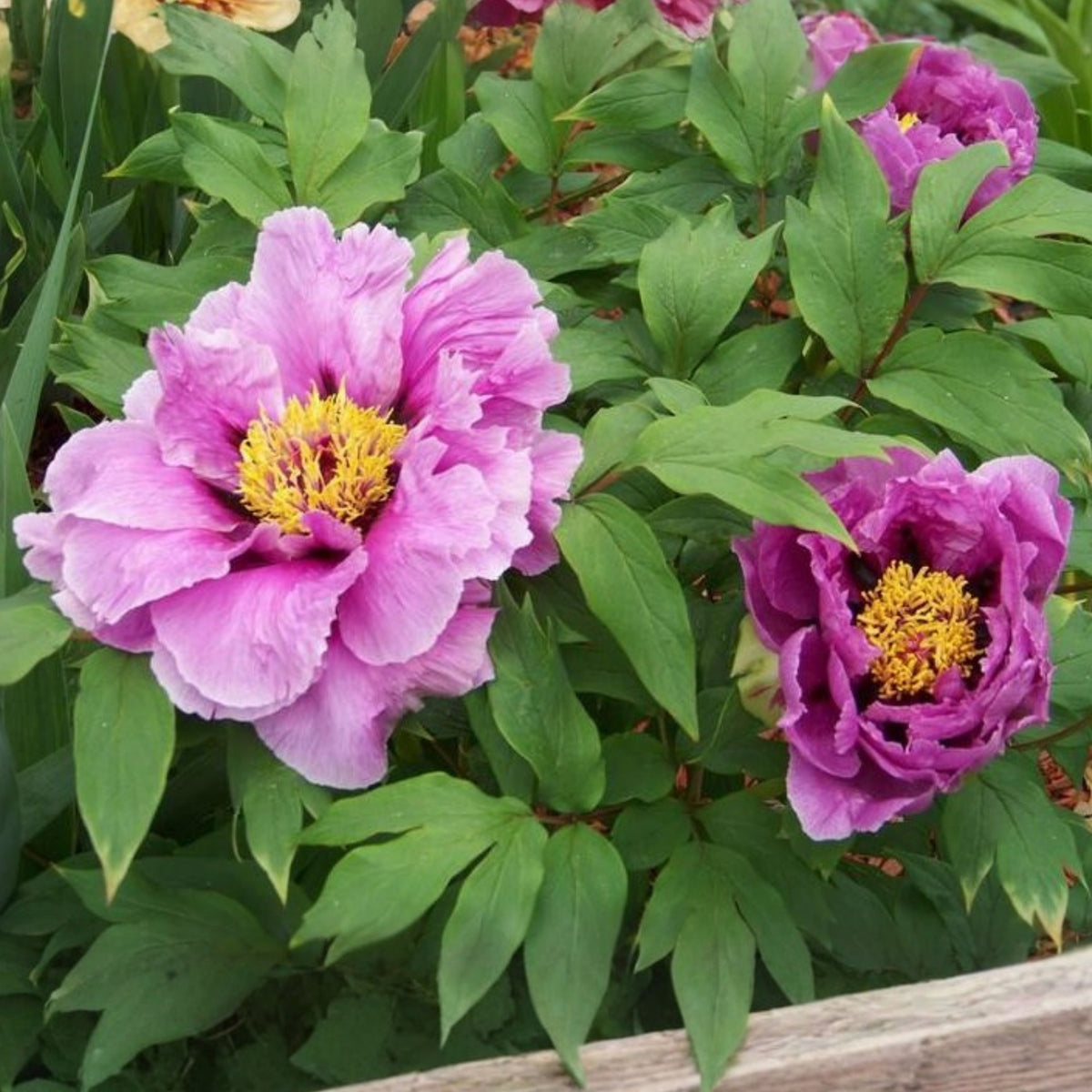 Chojuraku Tree Peony Seeds (Paeonia, Chinese Peony), 10+ seeds