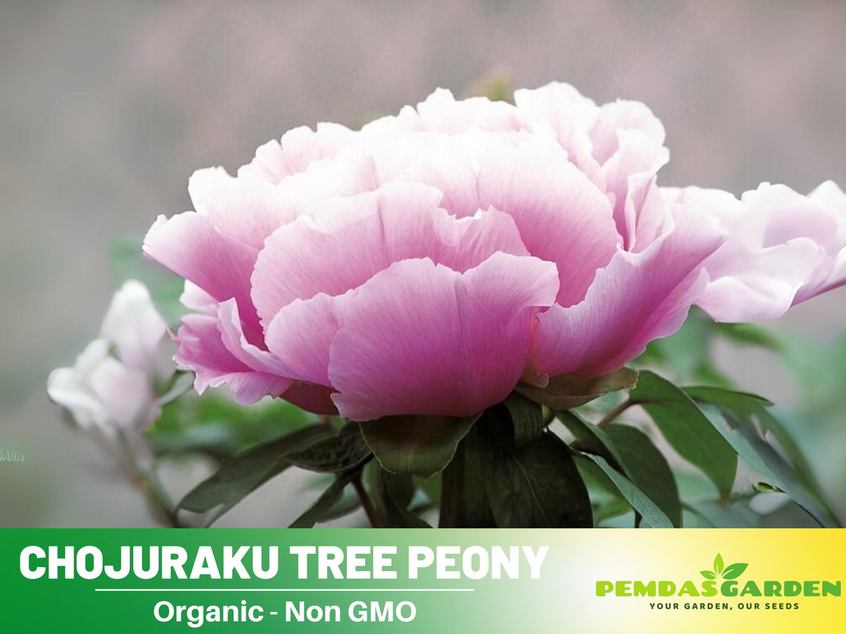 10+ Seeds|  Chojuraku tree peony Flower Seeds  for planting in the garden- perennial plant #B050