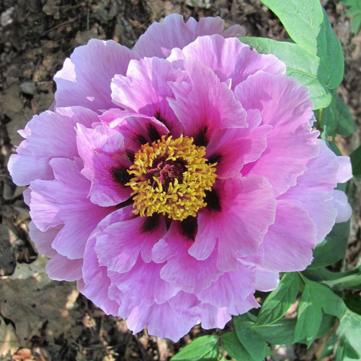 Chojuraku Tree Peony Seeds (Paeonia, Chinese Peony), 10+ seeds