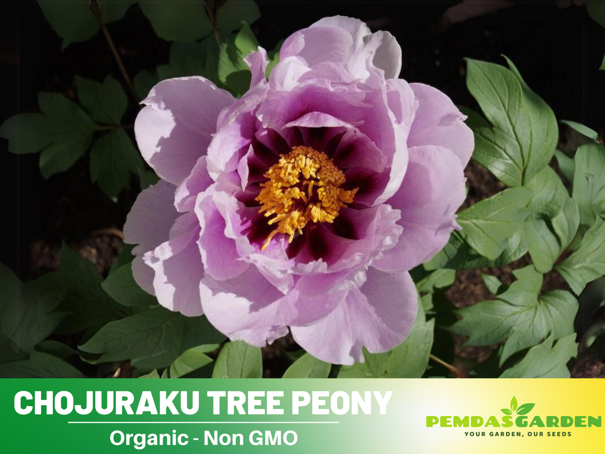 10+ Seeds|  Chojuraku tree peony Flower Seeds  for planting in the garden- perennial plant #B050