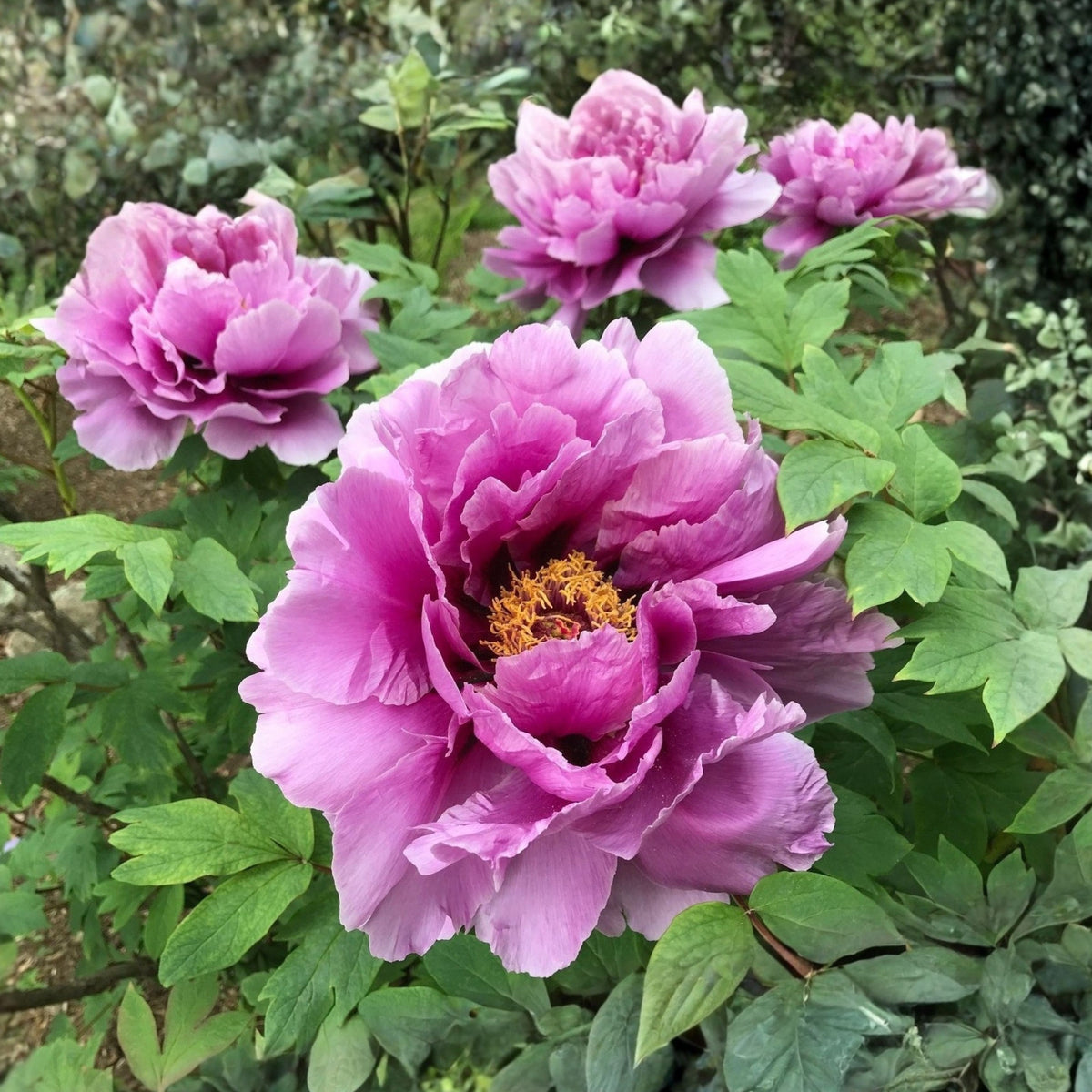 Chojuraku Tree Peony Seeds (Paeonia, Chinese Peony), 10+ seeds