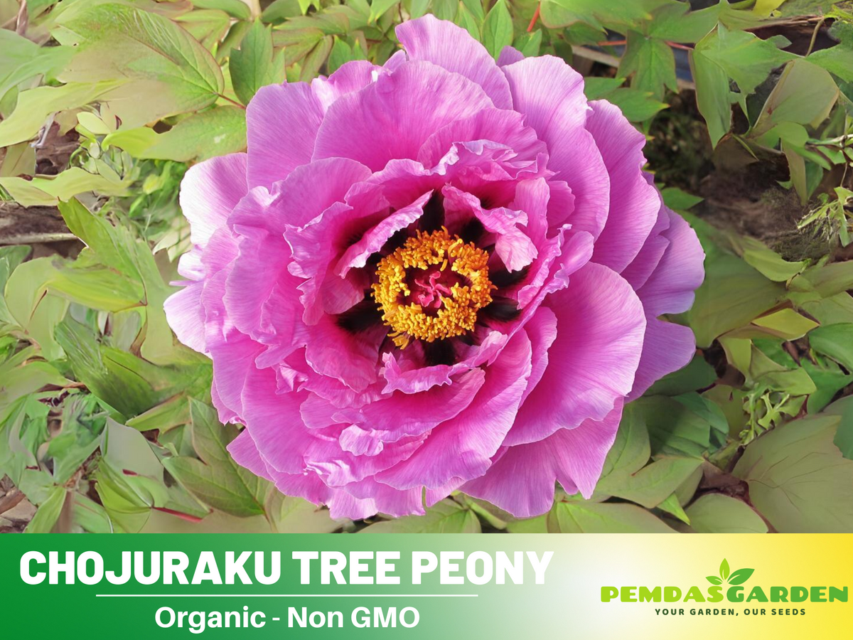 10+ Seeds|  Chojuraku tree peony Flower Seeds  for planting in the garden- perennial plant #B050