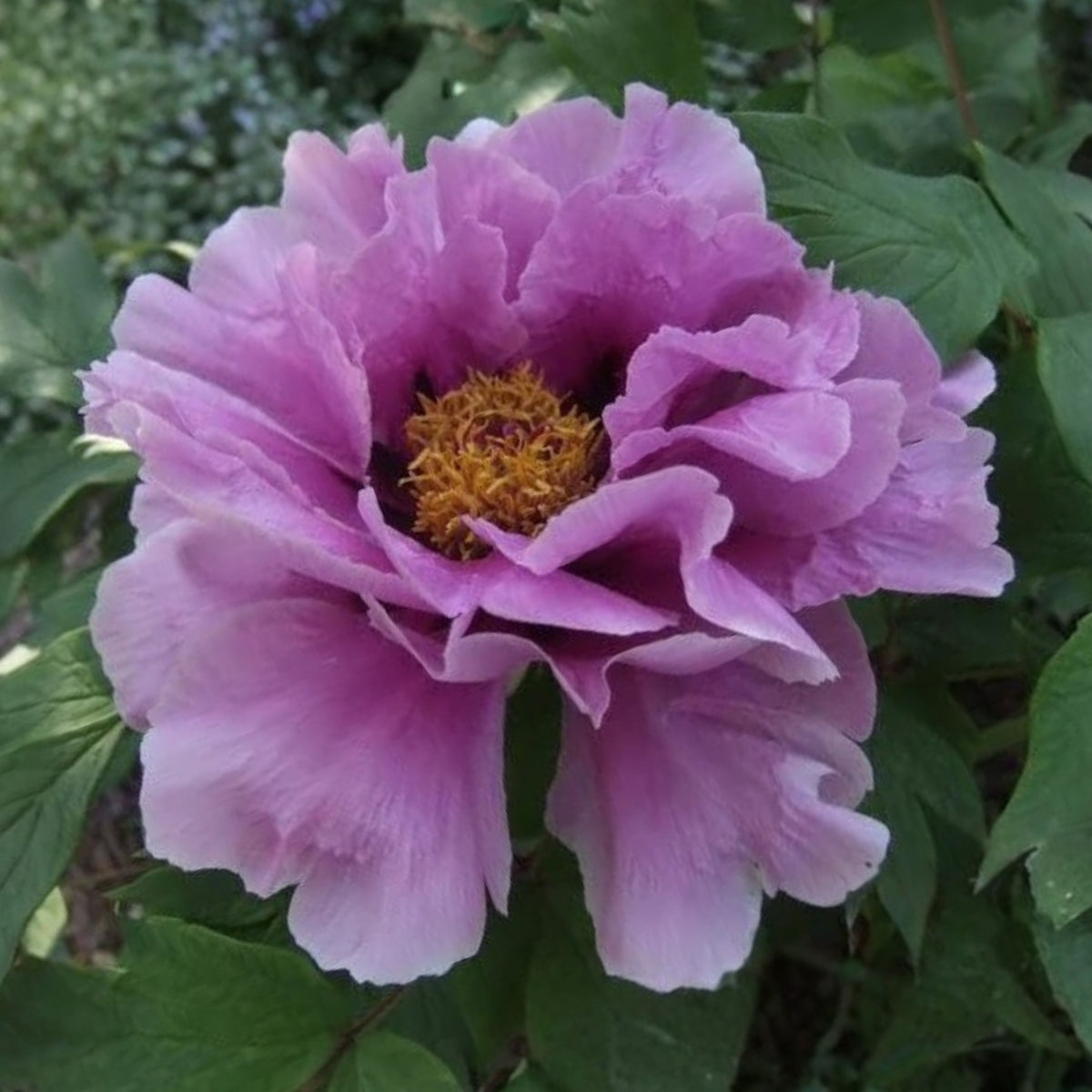 Chojuraku Tree Peony Seeds (Paeonia, Chinese Peony), 10+ seeds