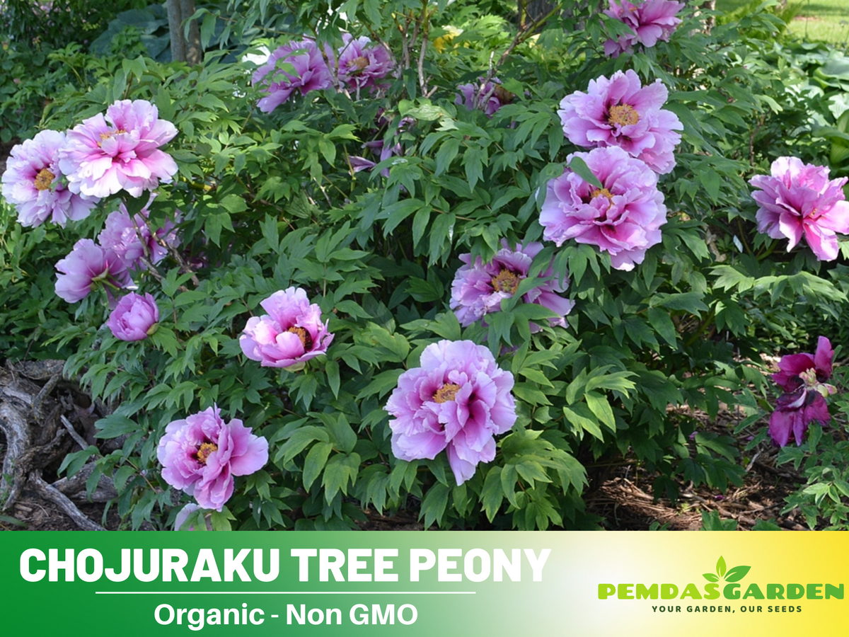 10+ Seeds|  Chojuraku tree peony Flower Seeds  for planting in the garden- perennial plant #B050