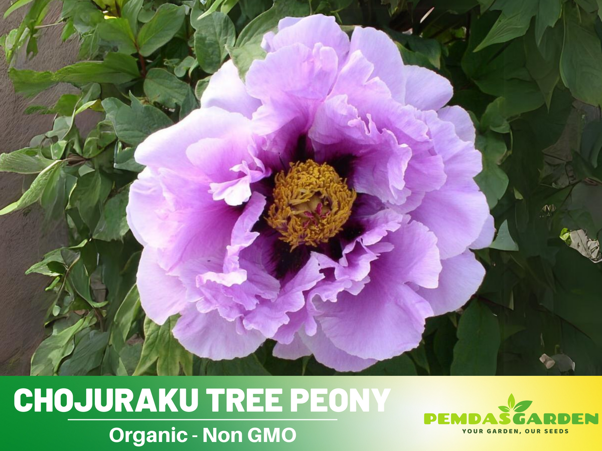 10+ Seeds|  Chojuraku tree peony Flower Seeds  for planting in the garden- perennial plant #B050