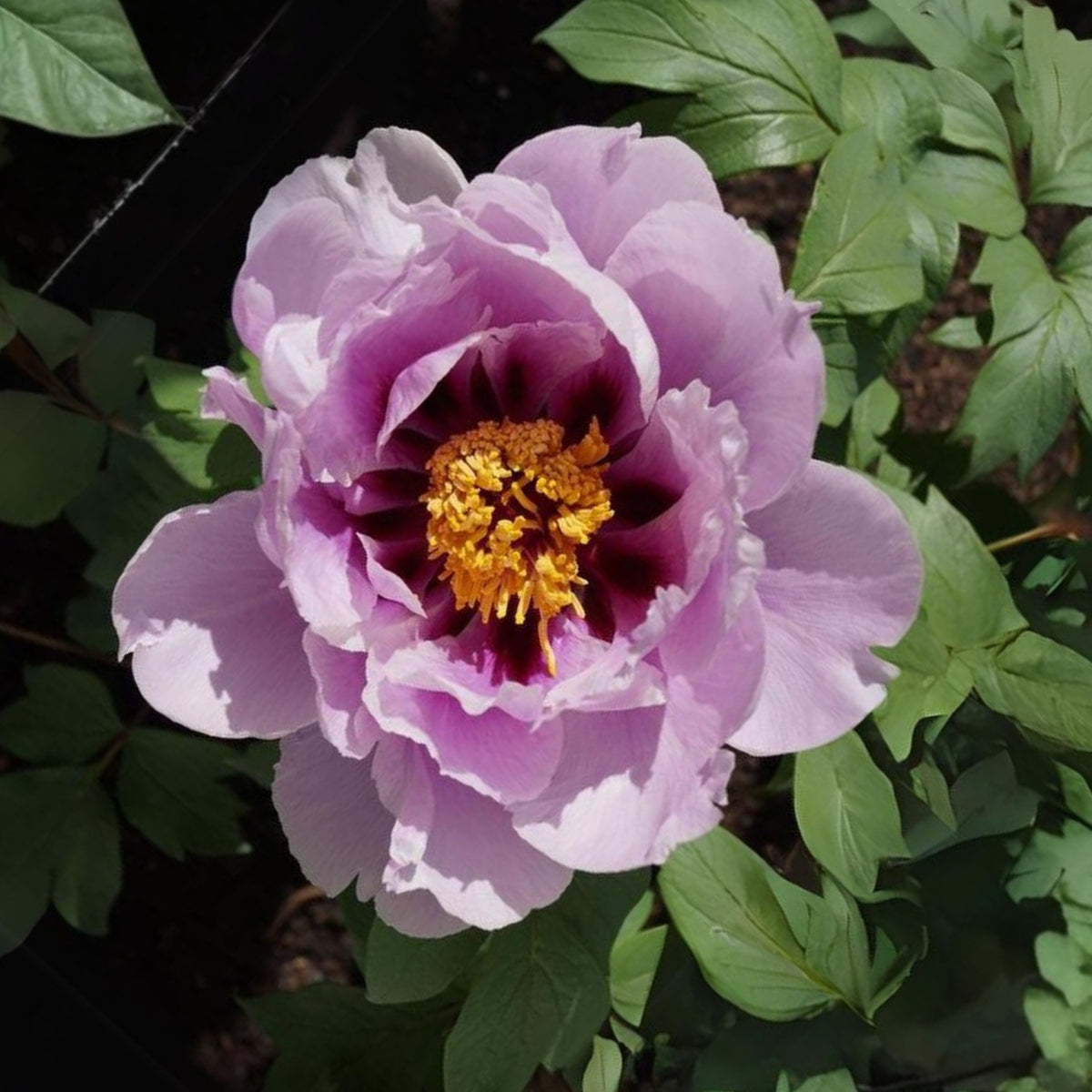 Chojuraku Tree Peony Seeds (Paeonia, Chinese Peony), 10+ seeds