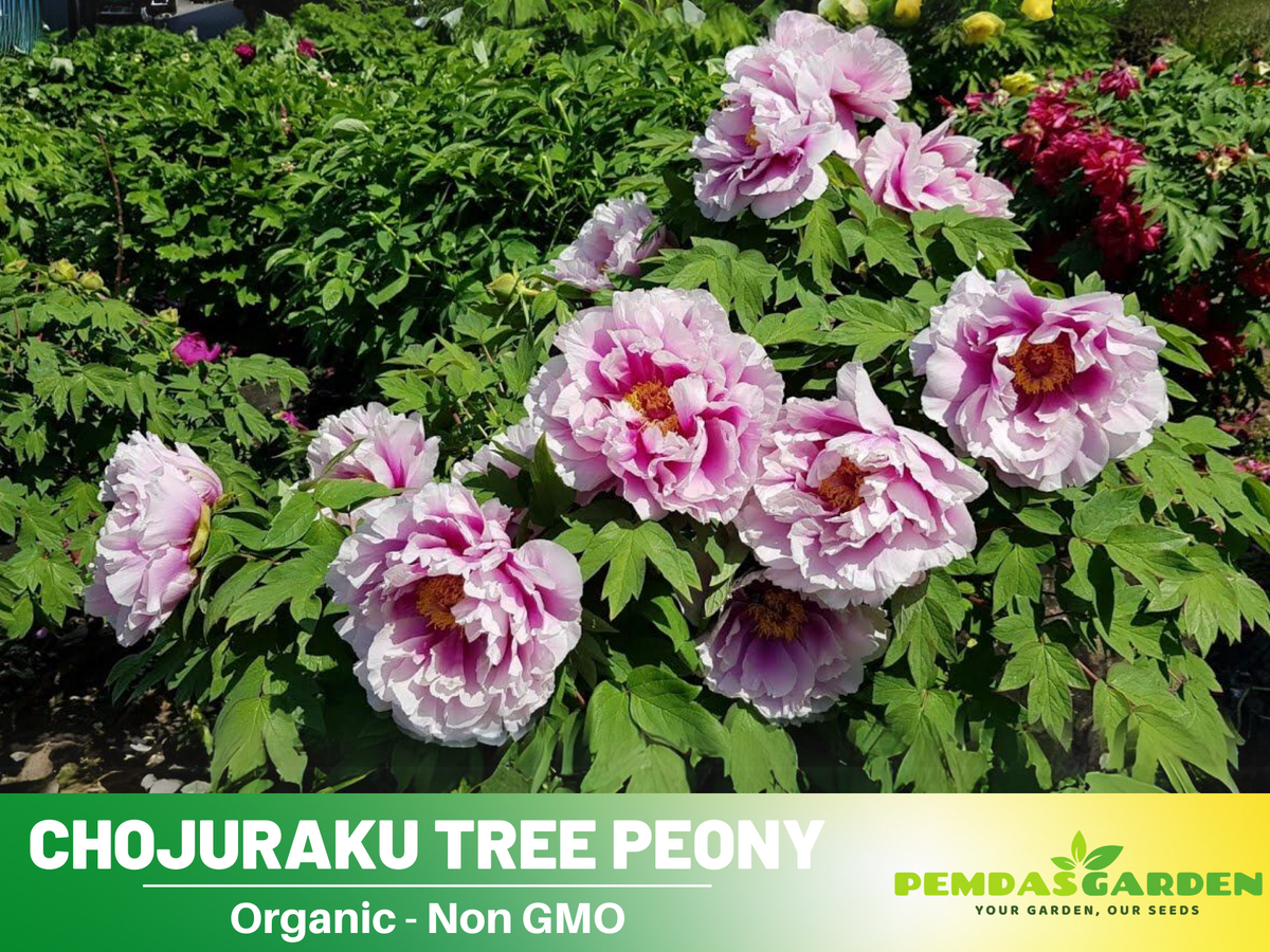 10+ Seeds|  Chojuraku tree peony Flower Seeds  for planting in the garden- perennial plant #B050