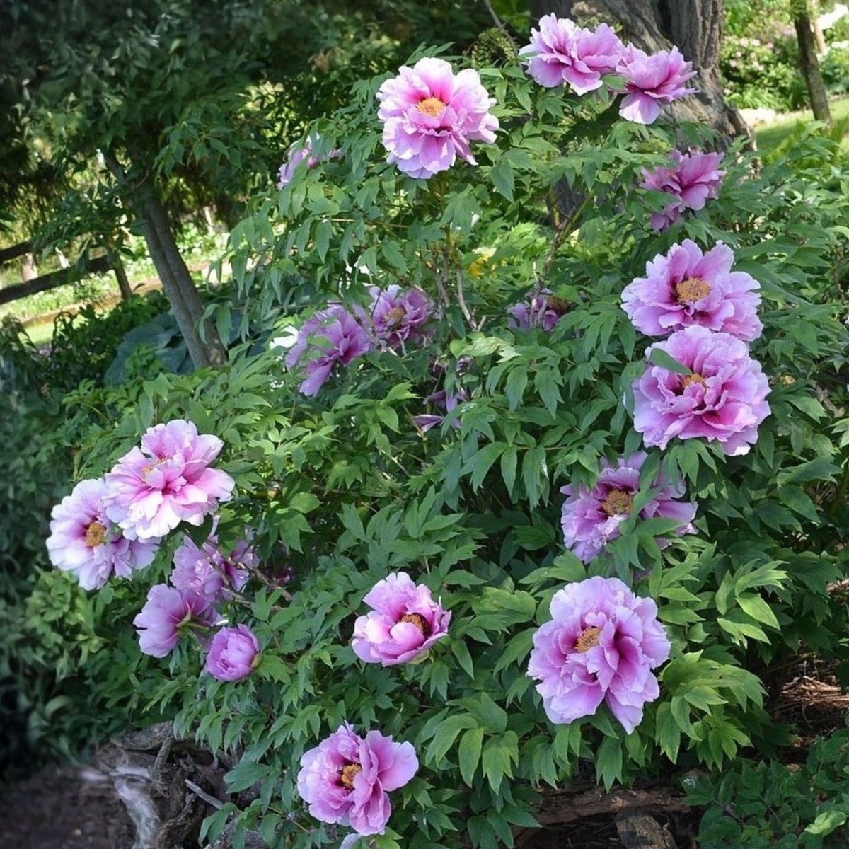 Chojuraku Tree Peony Seeds (Paeonia, Chinese Peony), 10+ seeds