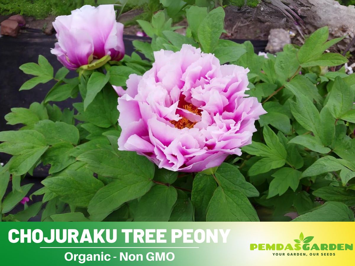 10+ Seeds|  Chojuraku tree peony Flower Seeds  for planting in the garden- perennial plant #B050