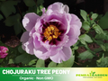 10+ Seeds|  Chojuraku tree peony Flower Seeds  for planting in the garden- perennial plant #B050