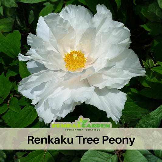Renkaku Tree Peony Seeds (Paeonia, Chinese Peony), 10+ seeds