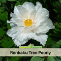 10+ Seeds| Renkaku Tree Peony Seeds (Paeonia, Chinese Peony) – Heirloom Perennial Flower Seeds for Colorful Garden Blooms, Ornamental Landscaping & Cut Flowers#B051
