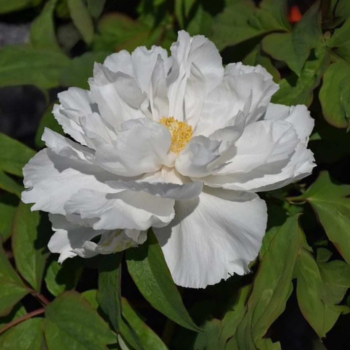 Renkaku Tree Peony Seeds (Paeonia, Chinese Peony), 10+ seeds