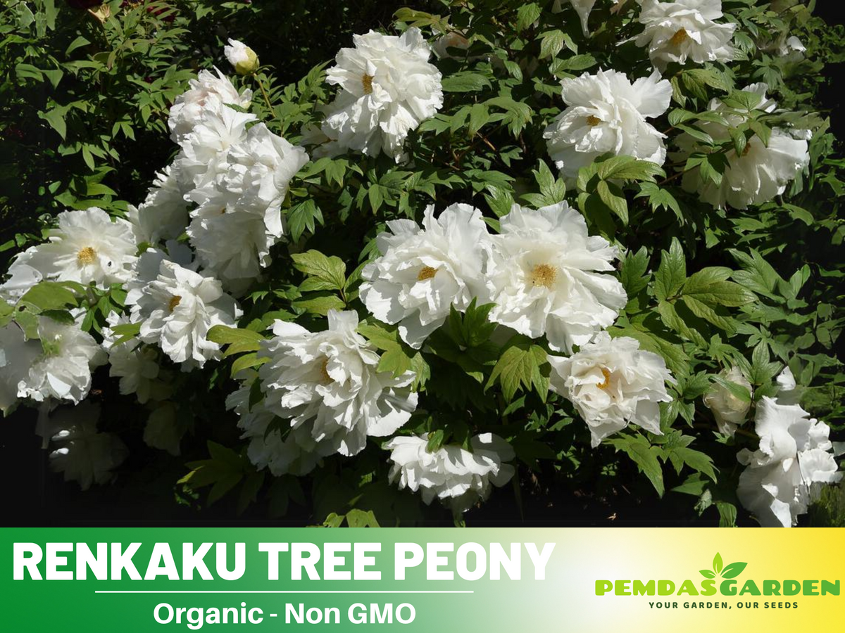 10+ Seeds| Renkaku Tree Peony Flower Seeds  for planting in the garden- perennial plant #B051