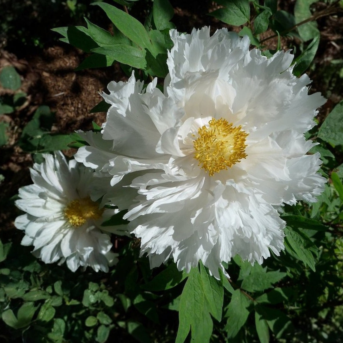 Renkaku Tree Peony Seeds (Paeonia, Chinese Peony), 10+ seeds