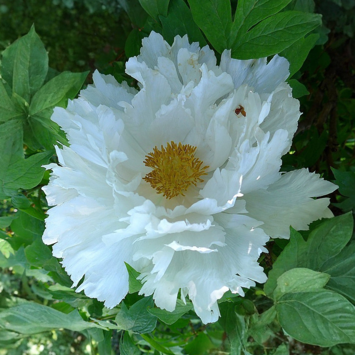 Renkaku Tree Peony Seeds (Paeonia, Chinese Peony), 10+ seeds