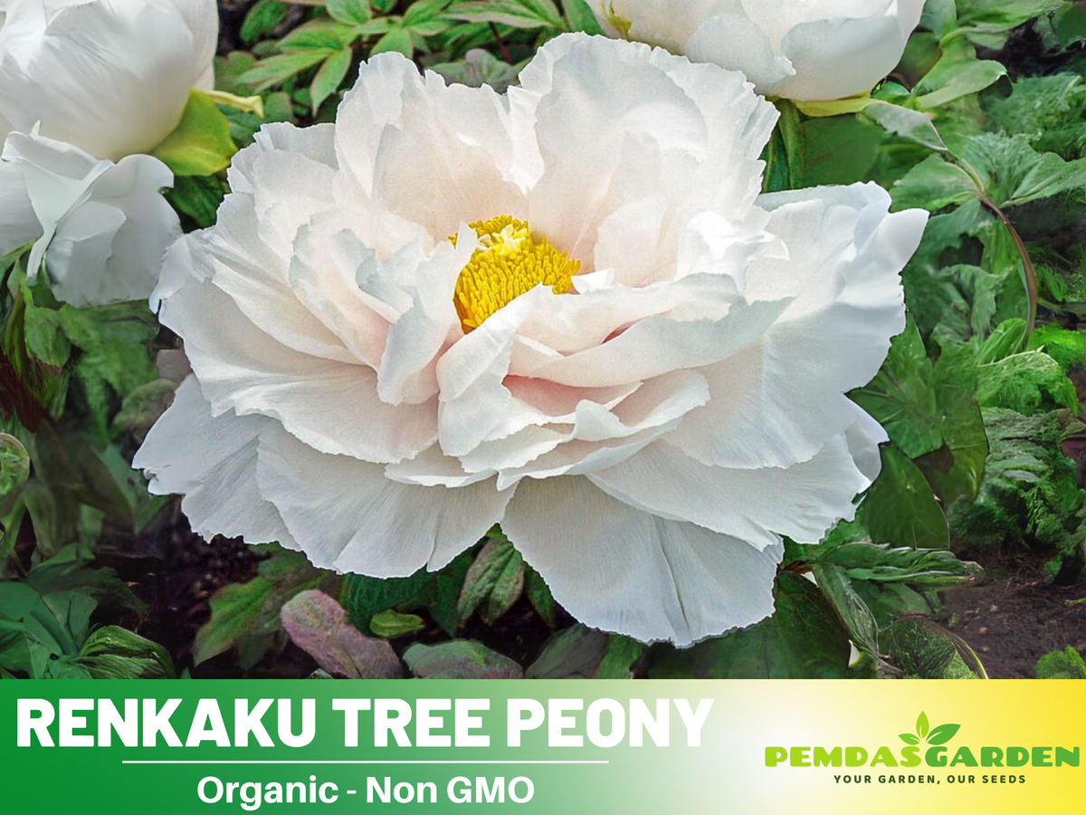 10+ Seeds| Renkaku Tree Peony Flower Seeds  for planting in the garden- perennial plant #B051