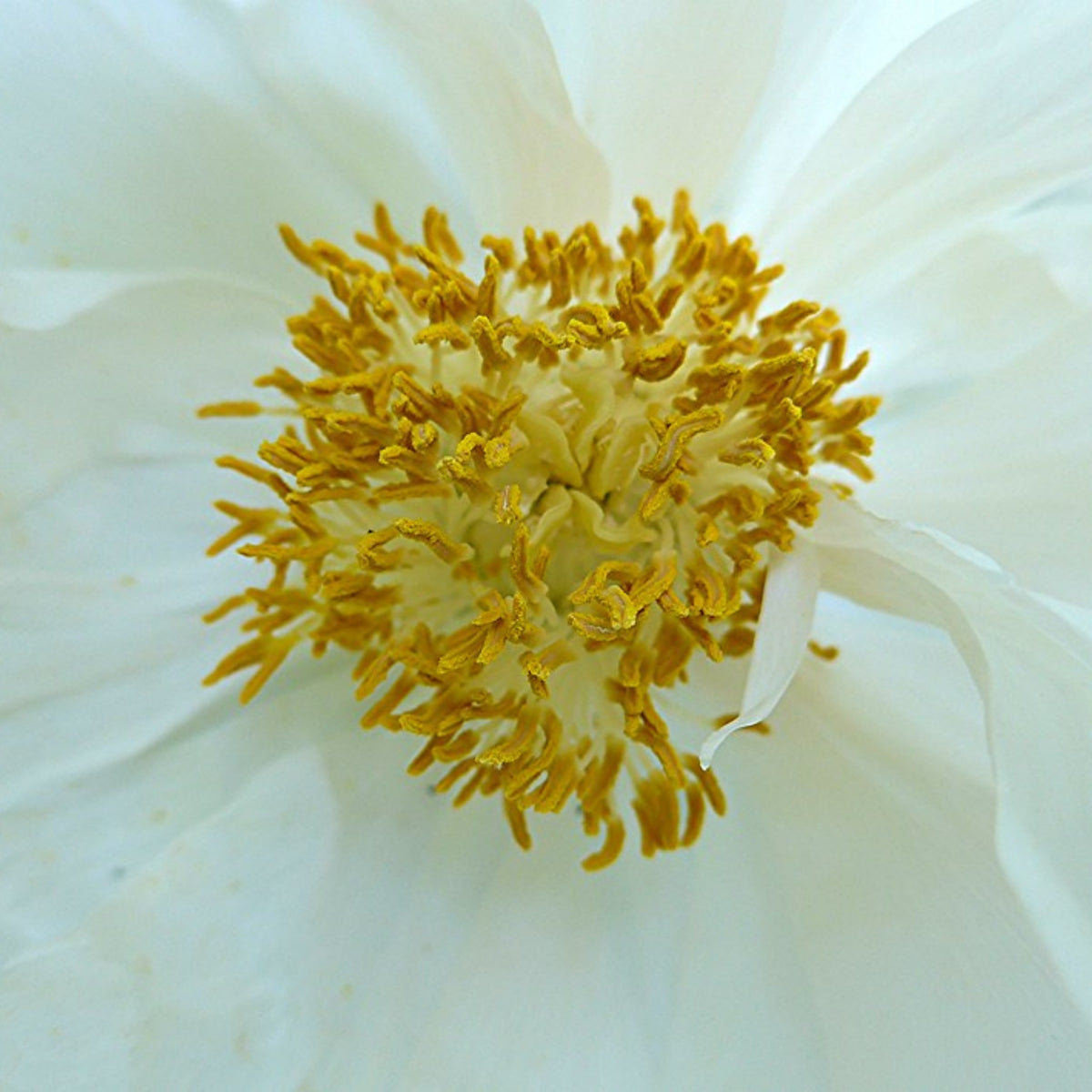 Renkaku Tree Peony Seeds (Paeonia, Chinese Peony), 10+ seeds