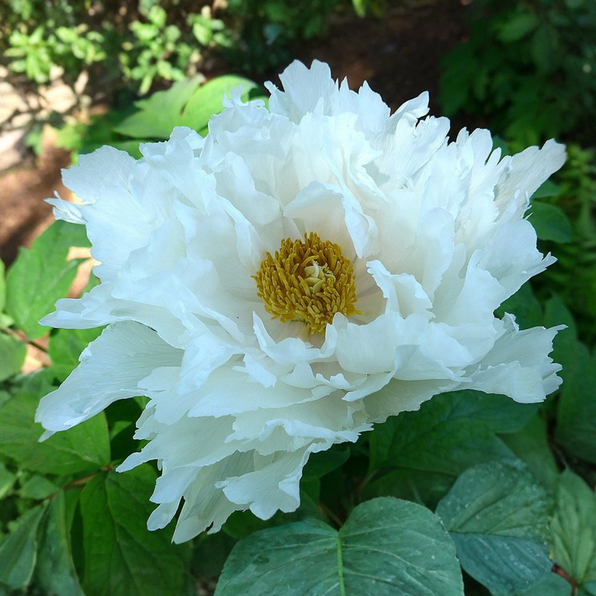 Renkaku Tree Peony Seeds (Paeonia, Chinese Peony), 10+ seeds