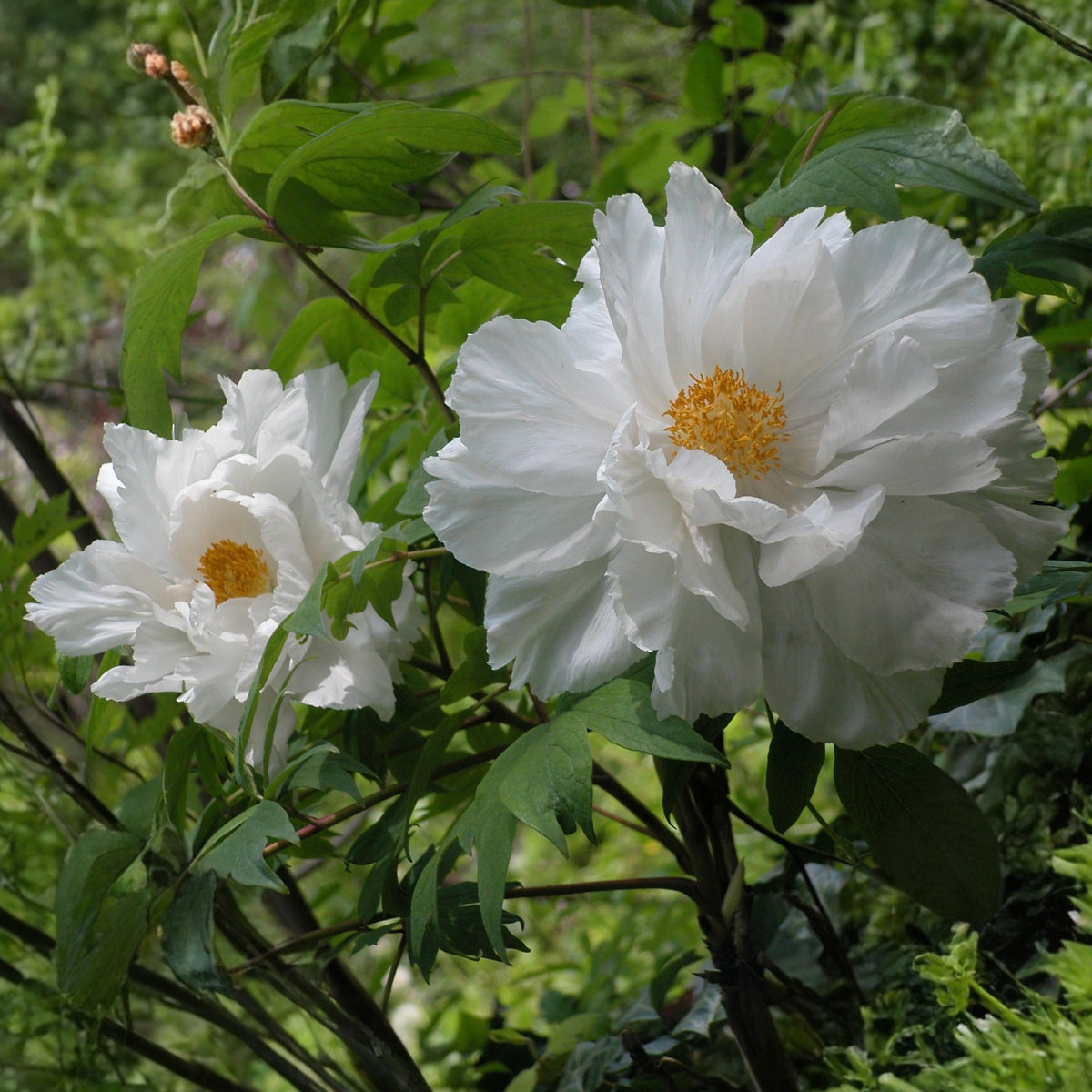 Renkaku Tree Peony Seeds (Paeonia, Chinese Peony), 10+ seeds