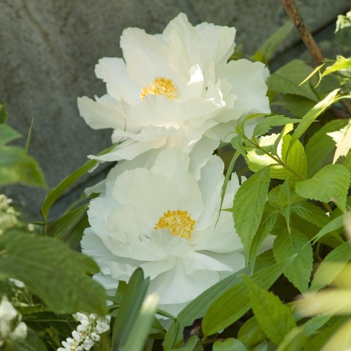 Renkaku Tree Peony Seeds (Paeonia, Chinese Peony), 10+ seeds