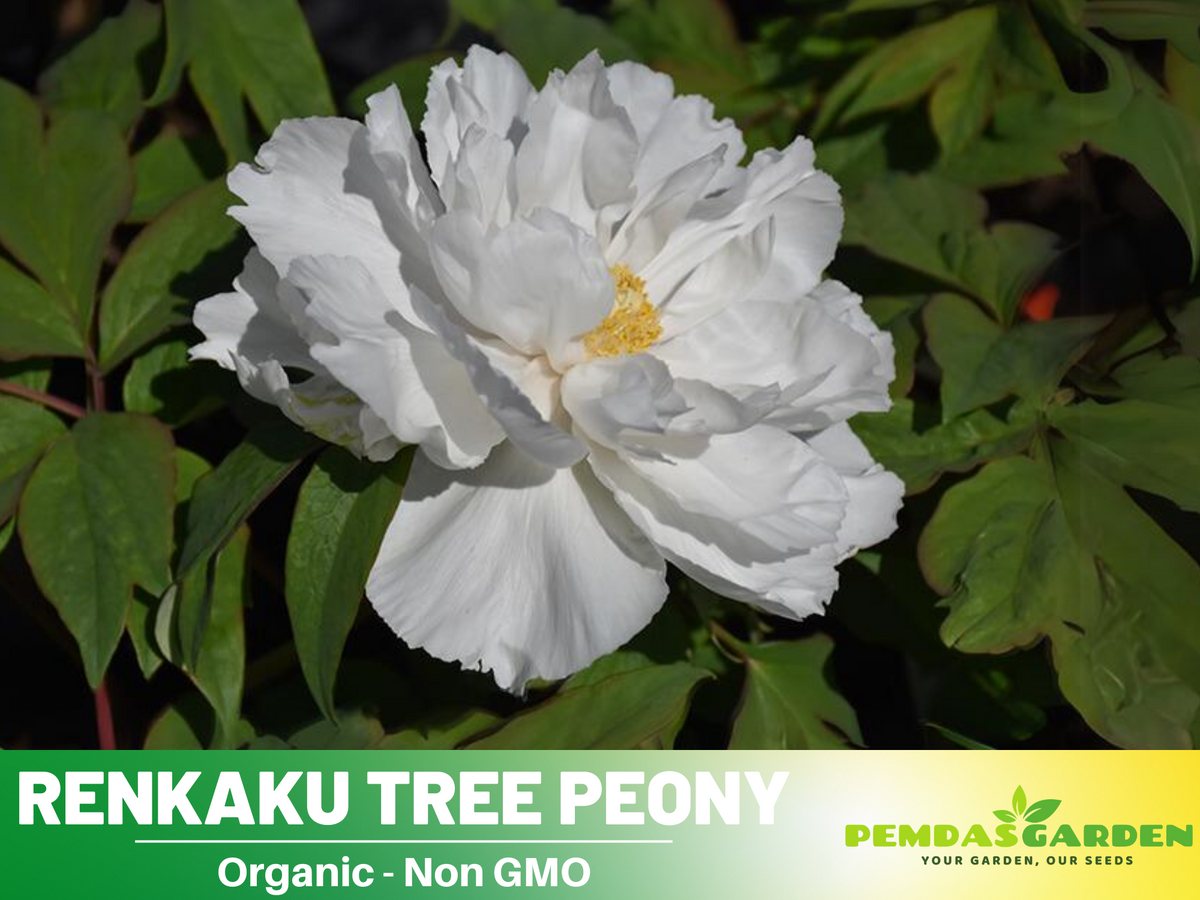 10+ Seeds| Renkaku Tree Peony Flower Seeds  for planting in the garden- perennial plant #B051