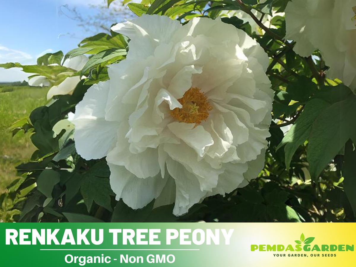 10+ Seeds| Renkaku Tree Peony Flower Seeds  for planting in the garden- perennial plant #B051