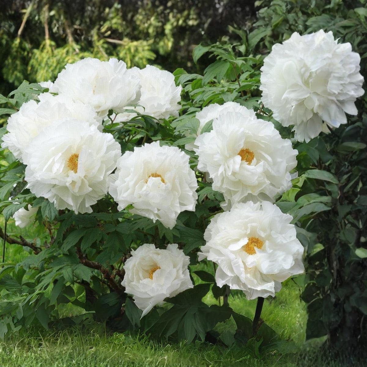 Renkaku Tree Peony Seeds (Paeonia, Chinese Peony), 10+ seeds