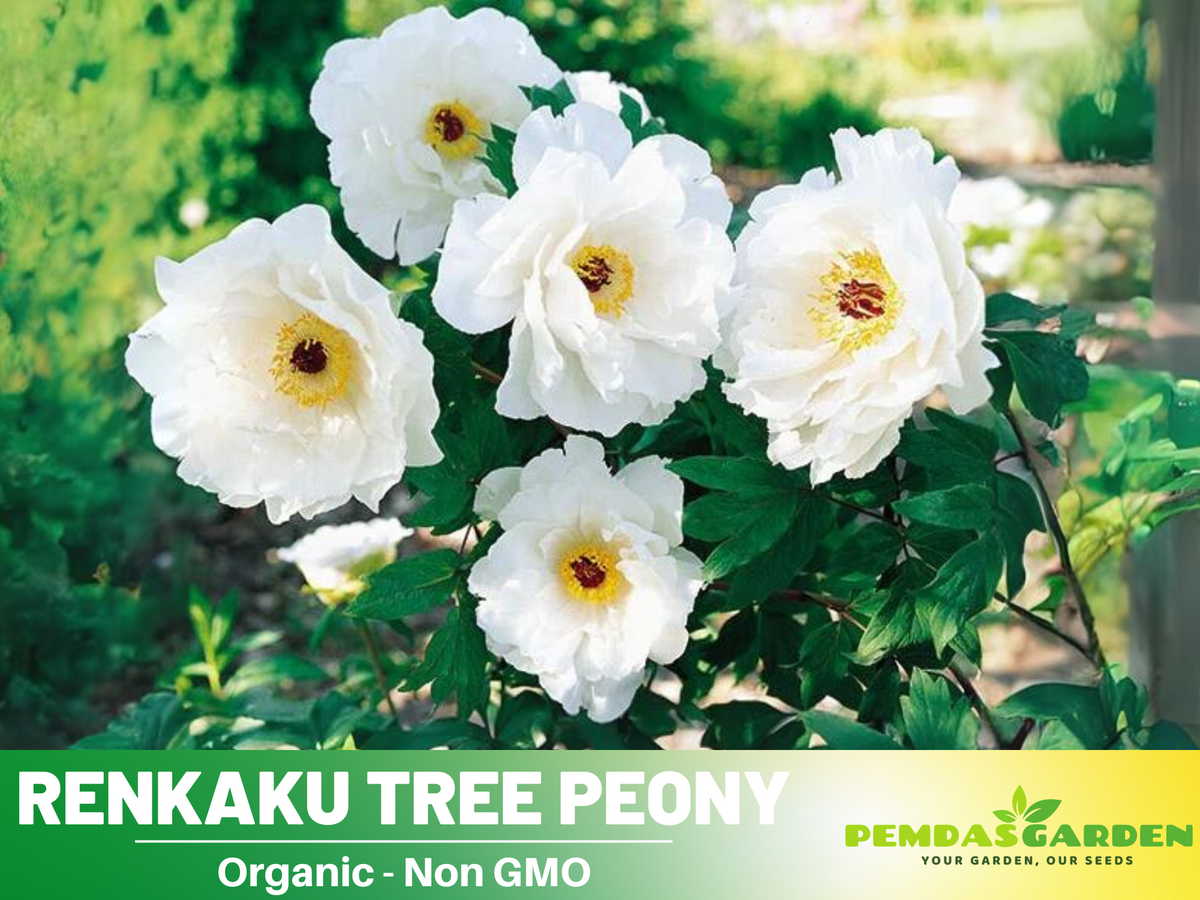 10+ Seeds| Renkaku Tree Peony Flower Seeds  for planting in the garden- perennial plant #B051