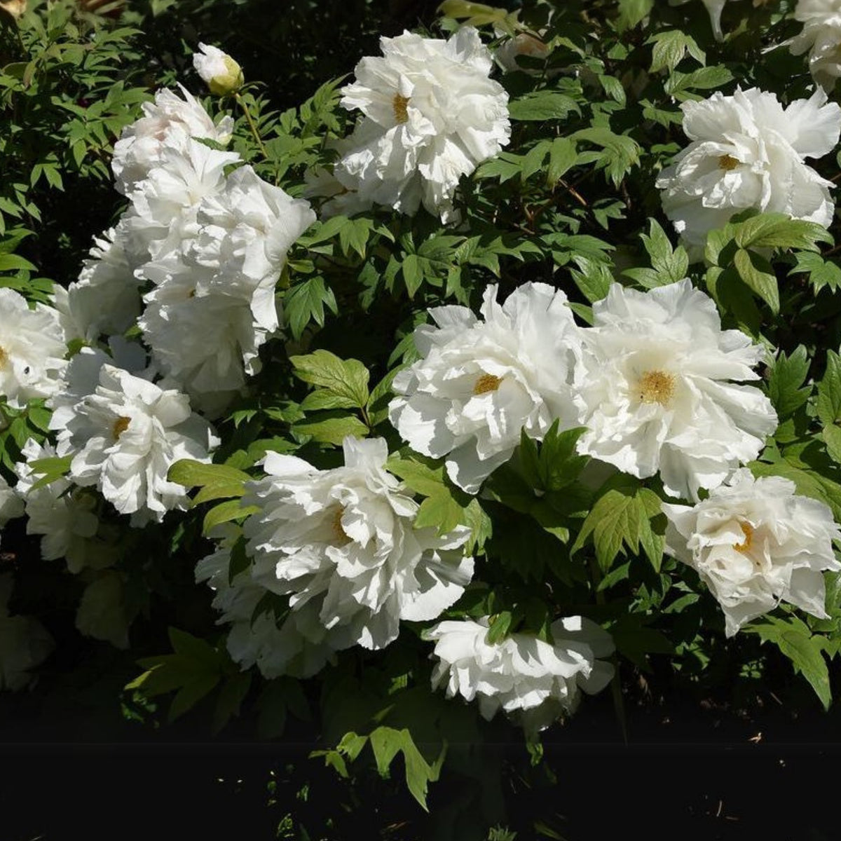 Renkaku Tree Peony Seeds (Paeonia, Chinese Peony), 10+ seeds
