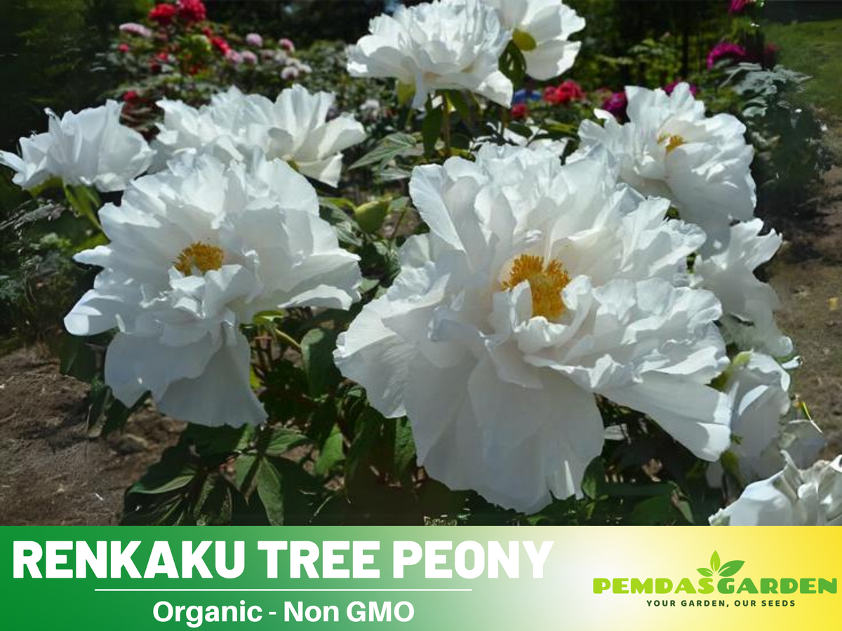 10+ Seeds| Renkaku Tree Peony Flower Seeds  for planting in the garden- perennial plant #B051