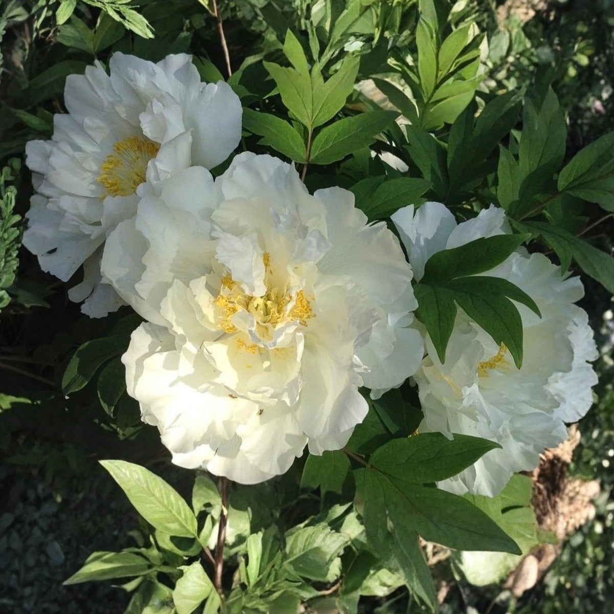 Renkaku Tree Peony Seeds (Paeonia, Chinese Peony), 10+ seeds