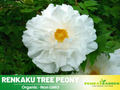 10+ Seeds| Renkaku Tree Peony Seeds (Paeonia, Chinese Peony) – Heirloom Perennial Flower Seeds for Colorful Garden Blooms, Ornamental Landscaping & Cut Flowers#B051