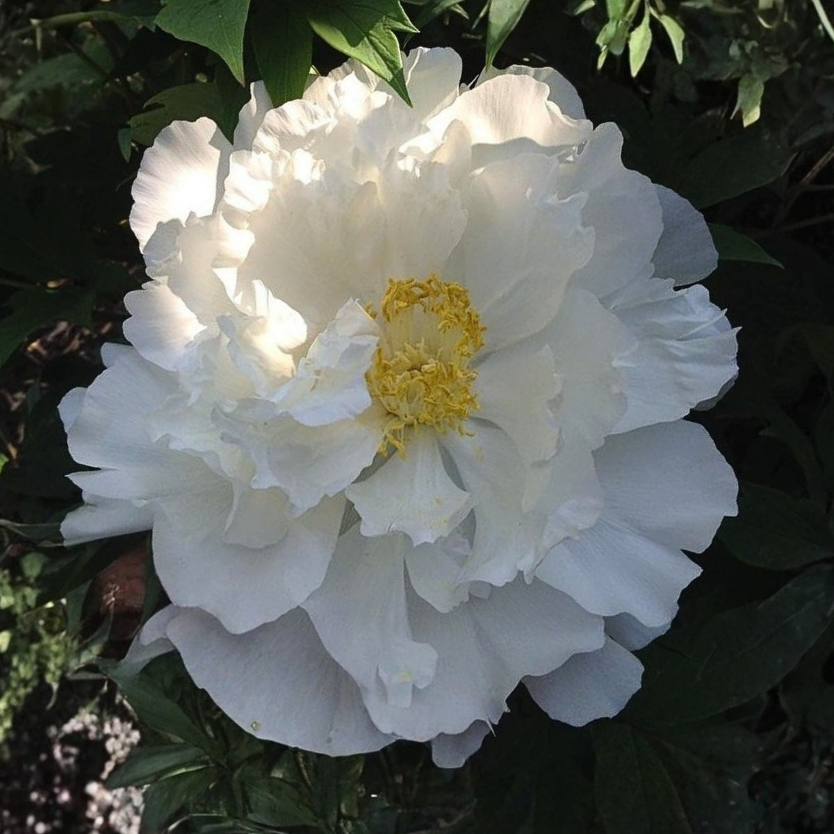 Renkaku Tree Peony Seeds (Paeonia, Chinese Peony), 10+ seeds