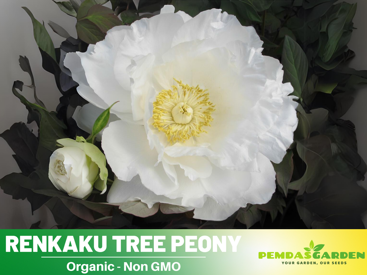 10+ Seeds| Renkaku Tree Peony Flower Seeds  for planting in the garden- perennial plant #B051