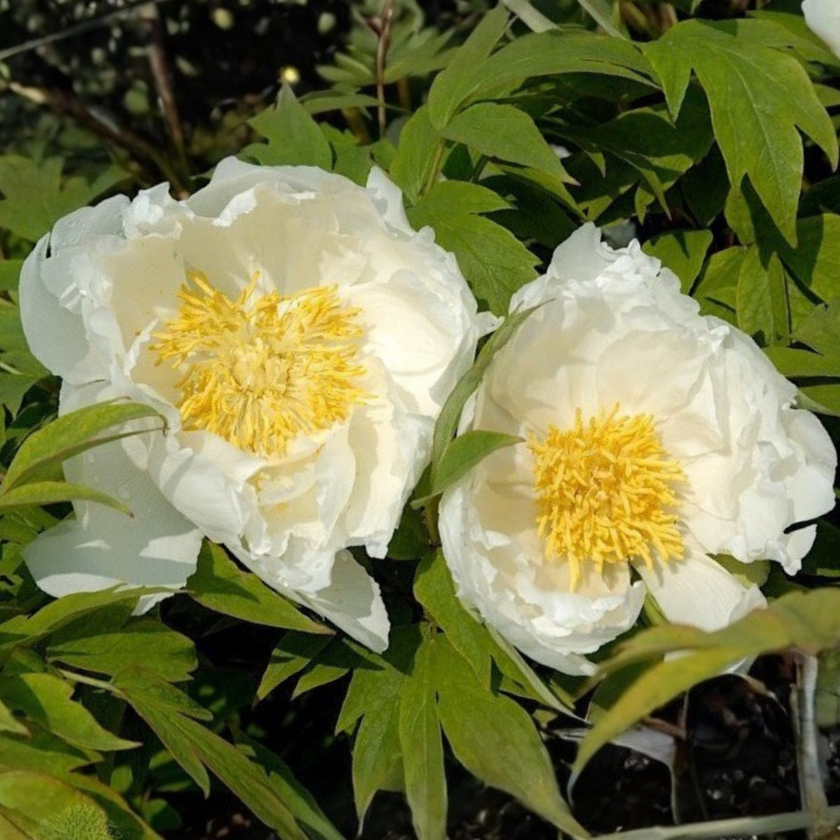 Renkaku Tree Peony Seeds (Paeonia, Chinese Peony), 10+ seeds