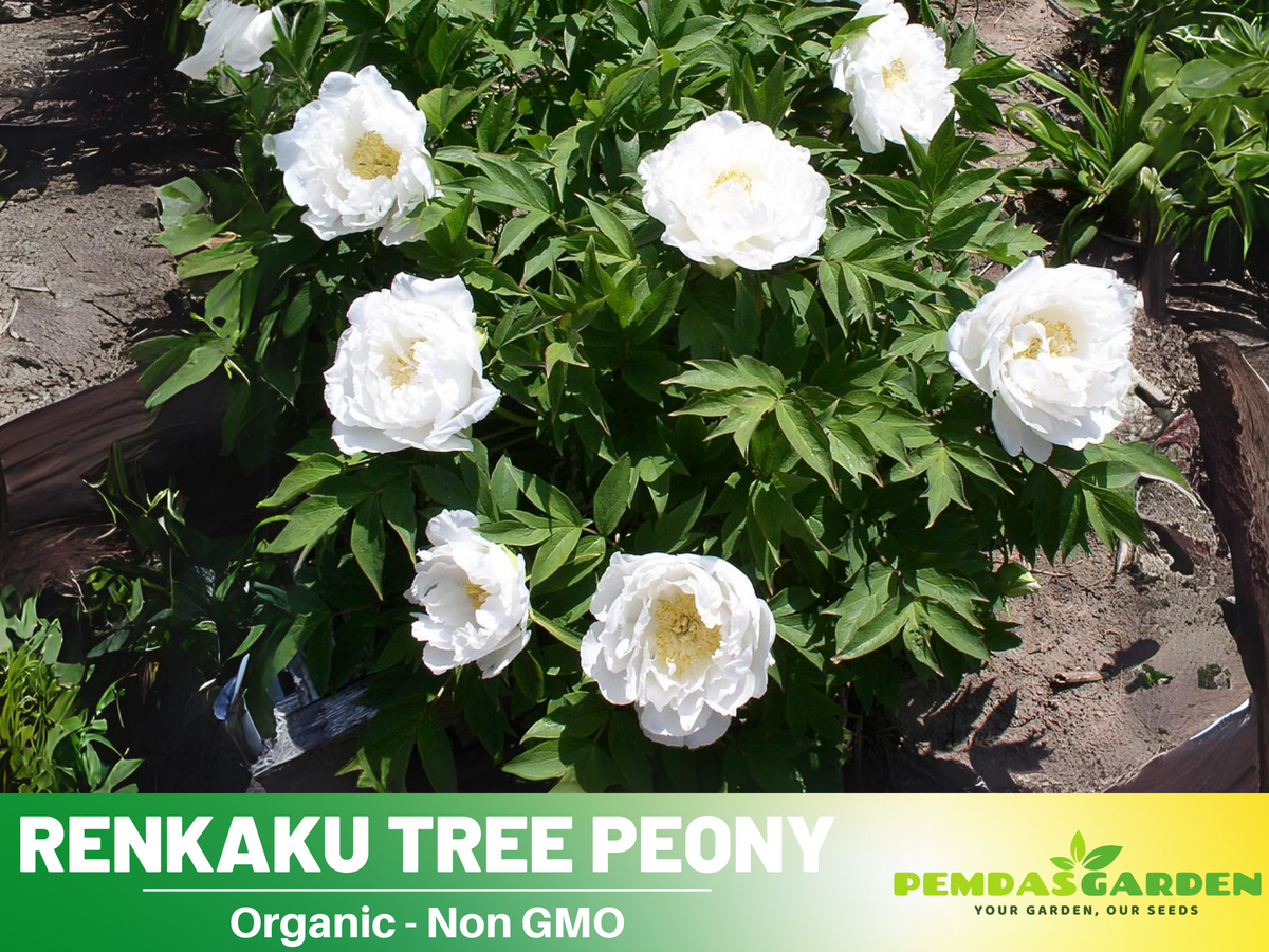 10+ Seeds| Renkaku Tree Peony Flower Seeds  for planting in the garden- perennial plant #B051