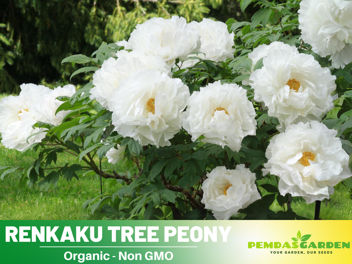 10+ Seeds| Renkaku Tree Peony Flower Seeds  for planting in the garden- perennial plant #B051