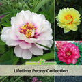 10+ Seeds| Lifetime Peony Collection Seeds (Paeonia, Chinese Peony) – Heirloom Perennial Flower Seeds for Colorful Garden Blooms, Ornamental Landscaping & Cut Flowers #B052
