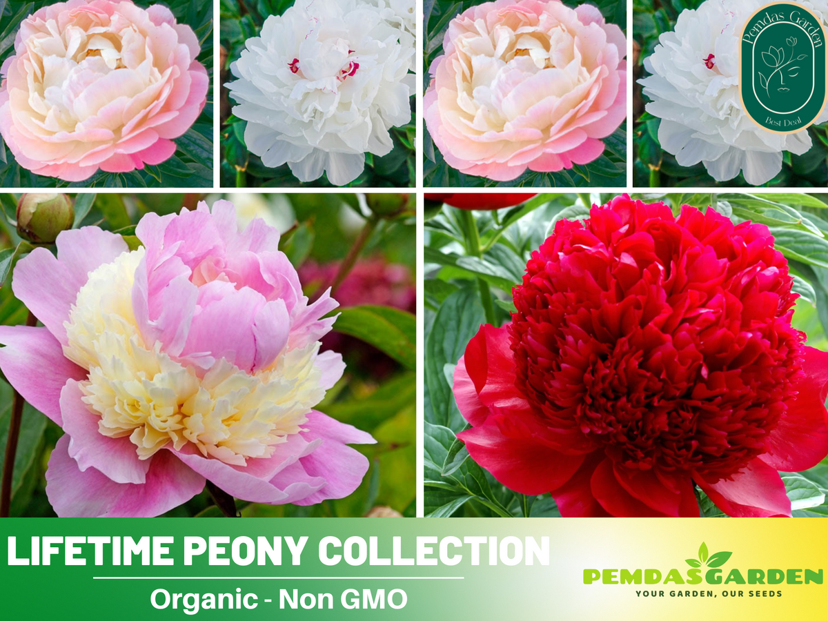 10+ Seeds| Lifetime Peony Collection Flower Seeds  for planting in the garden- perennial plant #B052