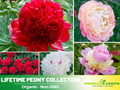 10+ Seeds| Lifetime Peony Collection Seeds (Paeonia, Chinese Peony) – Heirloom Perennial Flower Seeds for Colorful Garden Blooms, Ornamental Landscaping & Cut Flowers #B052