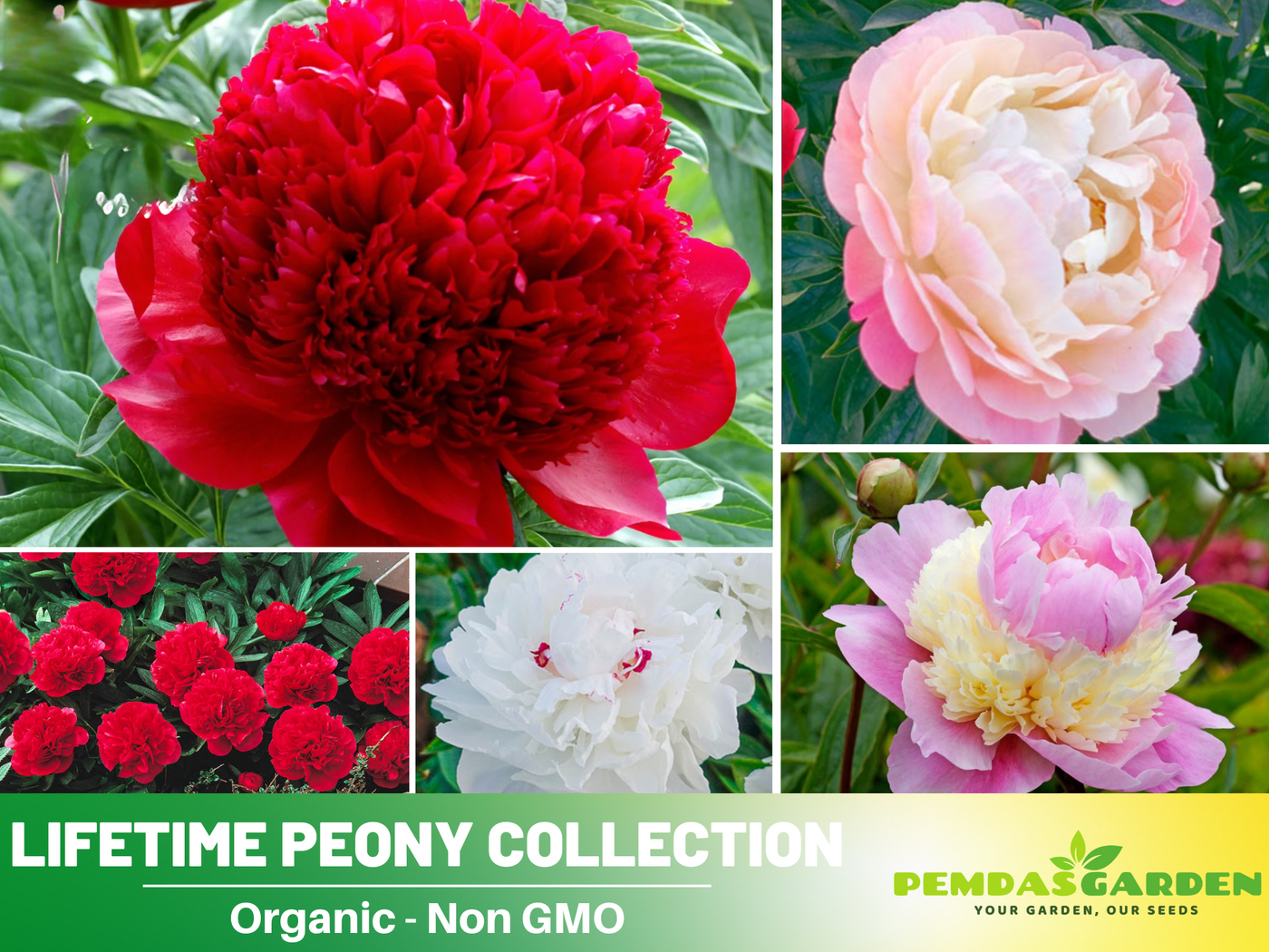 where to buy peony flower seeds 10+ Seeds| Lifetime Peony Collection Seeds (Paeonia, Chinese Peony) – – PEMDASGARDEN
