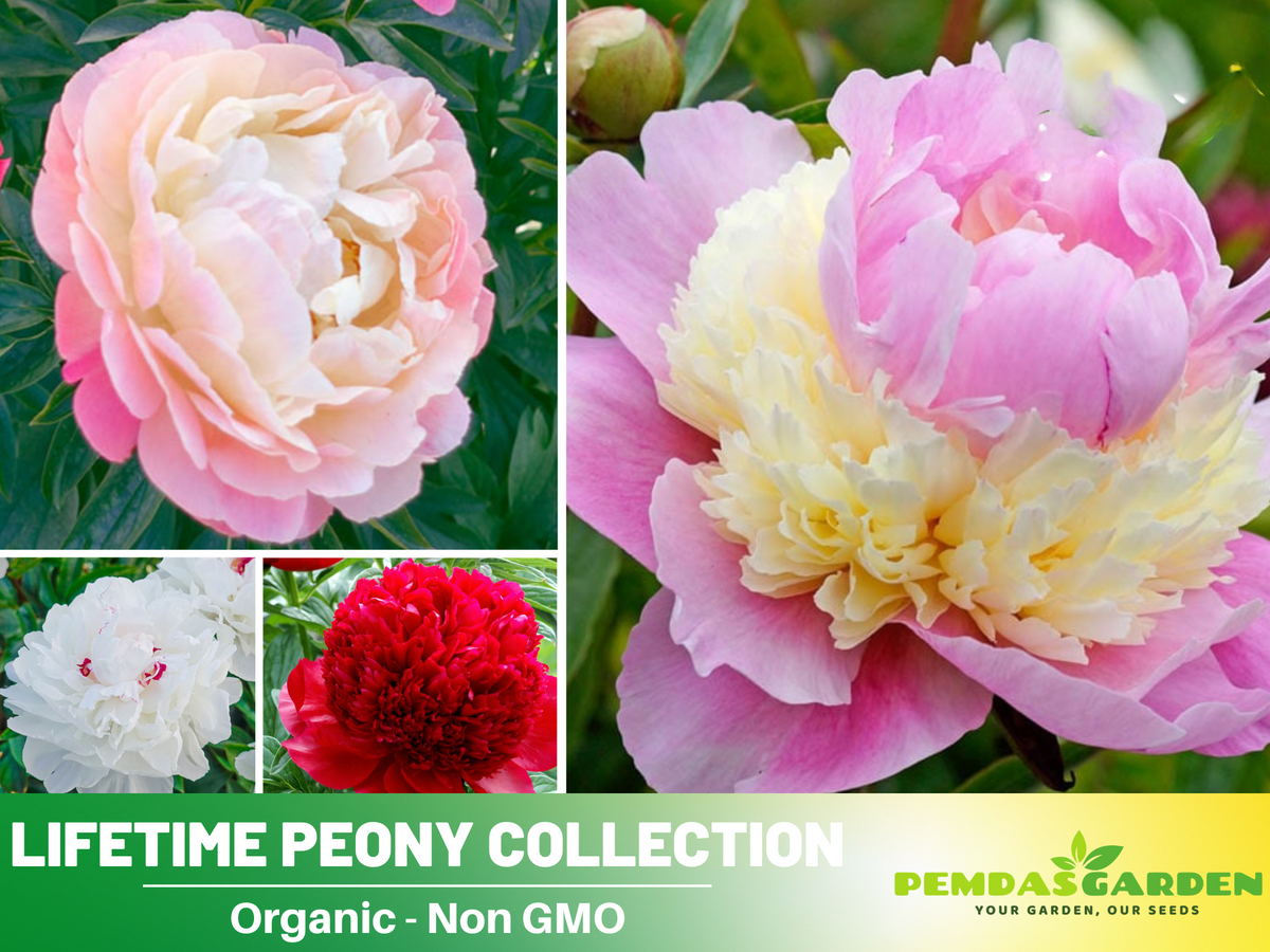10+ Seeds| Lifetime Peony Collection Flower Seeds  for planting in the garden- perennial plant #B052