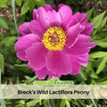 10+ Seeds| Breck's Wild Lactiflora Peony Flower Seeds  (Paeonia, Chinese Peony) – Heirloom Perennial Flower Seeds for Colorful Garden Blooms, Ornamental Landscaping & Cut Flowers#B053