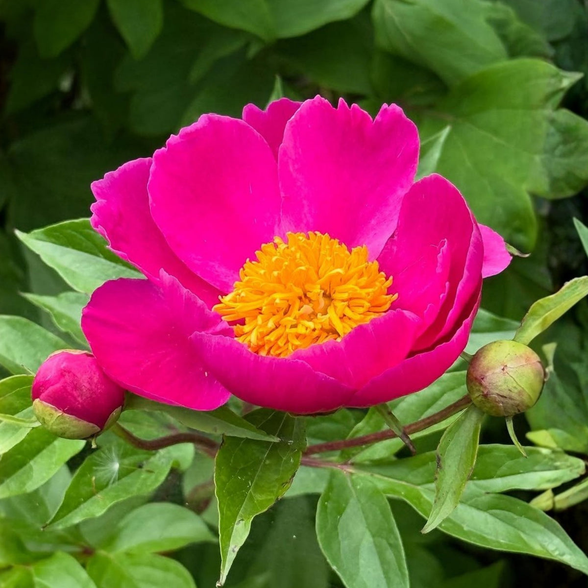 Breck's Wild Lactiflora Peony Seeds - Chinese Peony, 10+ seeds