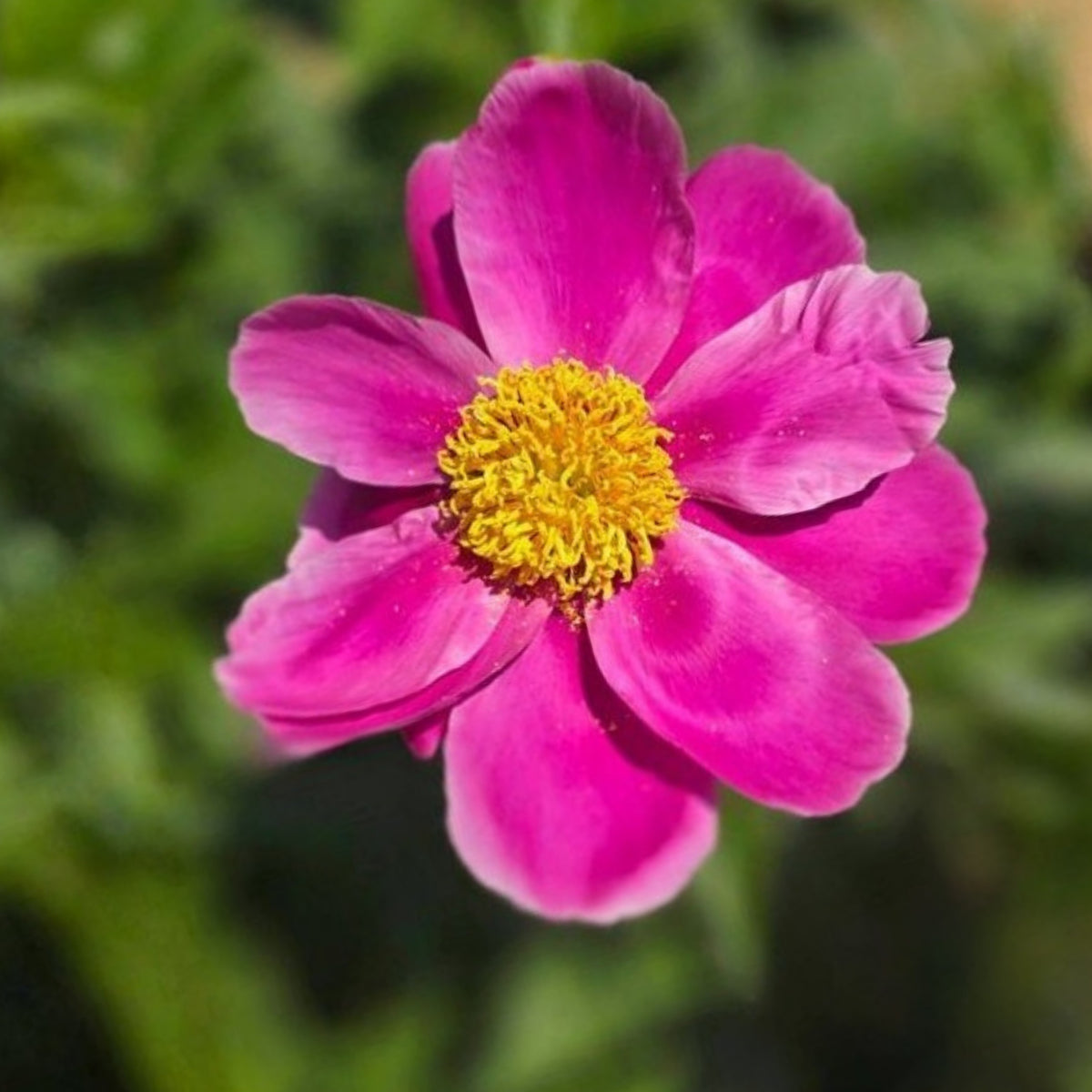 Breck's Wild Lactiflora Peony Seeds - Chinese Peony, 10+ seeds