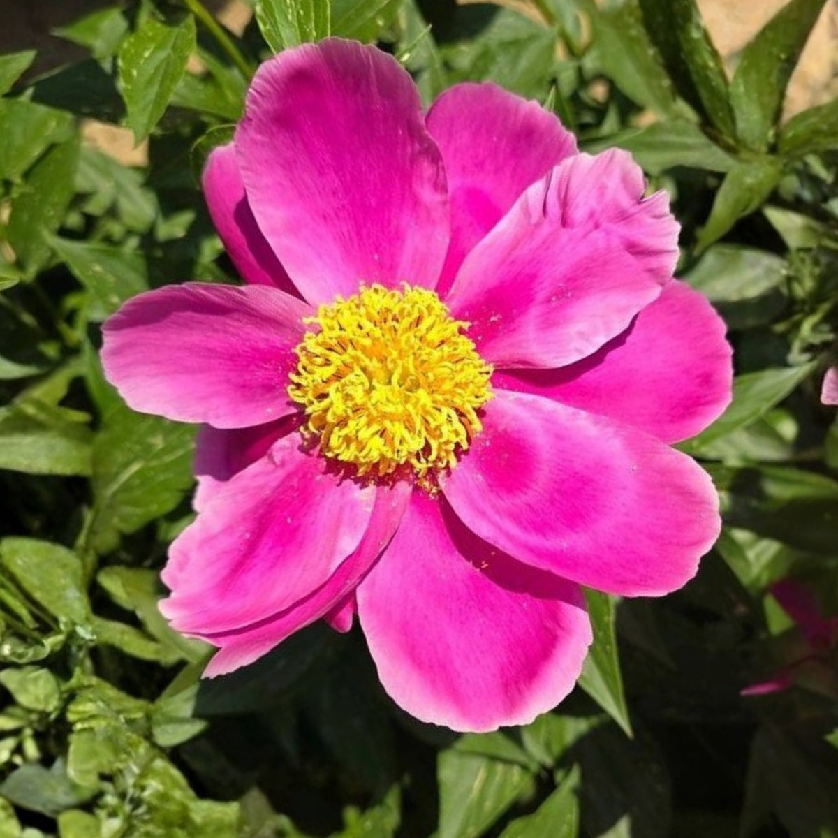 Breck's Wild Lactiflora Peony Seeds - Chinese Peony, 10+ seeds